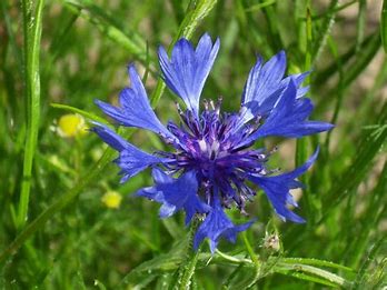 fleur bleu comestible bio a royan