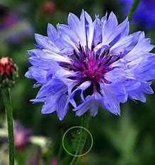 fleur bleu comestible bio a royan
